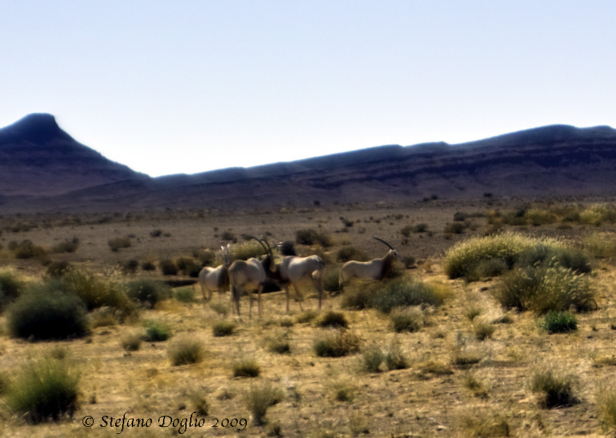orice dalle corna a sciabola (Oryx dammah)